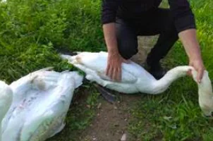Incastrati nella corda: salvati due cigni